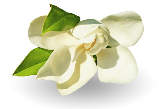 Single white flower of Southern magnolia - Magnolia grandiflora.  Isolated on white background