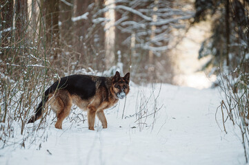 Adult German Shepherd Dog is playing in the snow