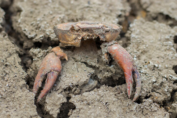 A dead crab is seen on the rough ground. Lack of water has killed