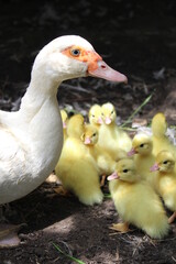 duck and ducklings