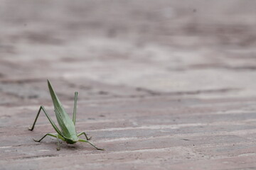 grasshopper on the stone