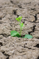 Transmission of plants to rough soils.