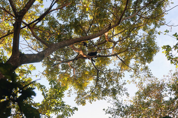 A mother a baby Mantled Howler monkey swinging in the tree tops of a forest