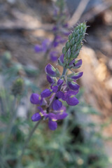 Bluebonnet wildflower close-up
