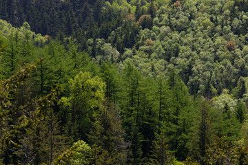 Forest landscape in a sunny day on Sakhalin island