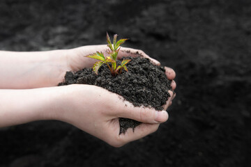 Sprout in female hands close up on a background of the black earth. World soil day concept. Human hands holding seed tree with soil on agriculture field background