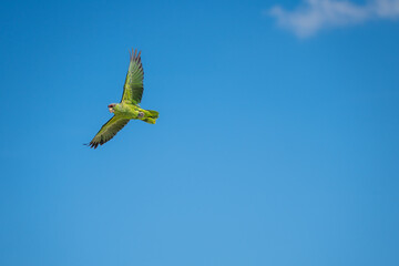 Amazone à front rouge ou Amazona automnalis en vol 
