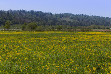 Fototapeta premium Yellow flowers on a flowering field in a sunny day on Sakhalin island