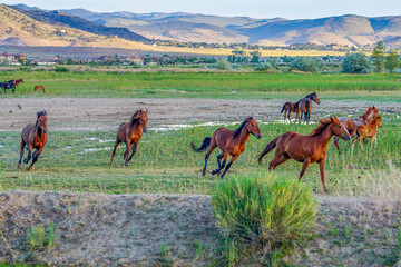 Wild Mustang horses running in a meadow in the Nevada desert.