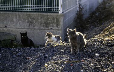 Naklejka na ściany i meble Abandoned street cats