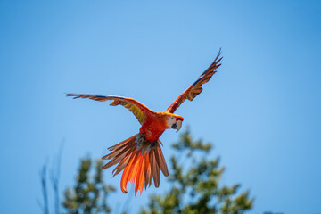 Ara Rouge ou Ara Macao en vol © Matthieu