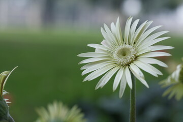 white daisy flower