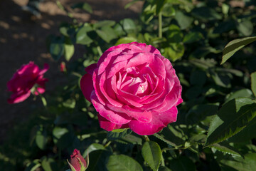 Roses blossom in the park. Closeup view of Rosa Caprice de Meilland, green leaves and large flower of pink and fuchsia petals, spring blooming in the garden. 