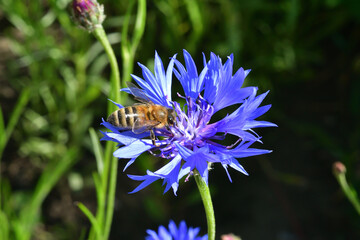 A honey bee pollinates wild flowers. The global problem of extinction of bees, Pollination of plants with insects., Soft focus, close-up macro image with blurred background.