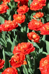 red tulips in the garden