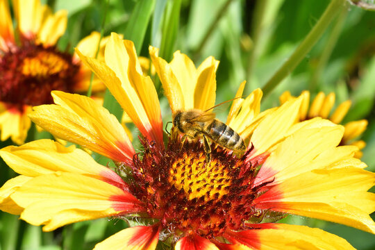 A honey bee pollinates wild flowers. The global problem of extinction of bees, Pollination of plants with insects., Soft focus, close-up macro image with blurred background.