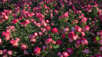 Natural texture and pattern. Roses spring blooming in the park. Rosa Jubile du prince de Monaco...