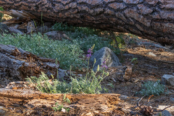 Bluebonnets wildflowers growing along tree log