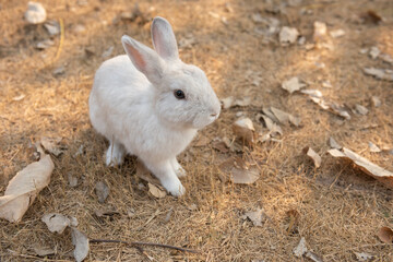 Rabbit on dry grass. Spring Easter baby rabbit. Cute domestic animal.