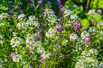 Seaside or sea lobularia, or Primorskaya Gazonnitsa (Lobularia maritima) species of flowering plants of Cabbage family (Brassicaceae). Blooming pink and white garden flowers. For seed packaging cover.