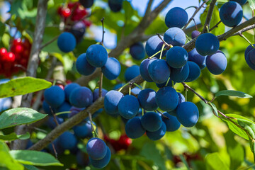Homegrown, gardening, agriculture and gmo free consept. Plum home (Punus domestica) fruit plant,...