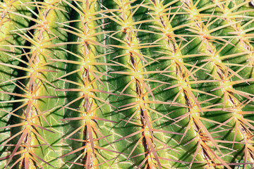 ECHINOCACTUS GRUSONII,  cactus called the mother-in-law's seat