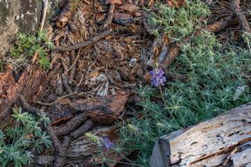 Bluebonnets wildflowers growing along tree log