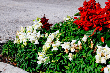 Beautiful garden flower in winter of Florida