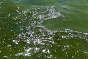 swamp water background