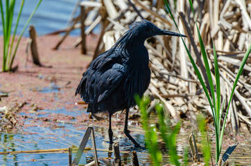 Aigrette ardoisée,.Egretta ardesiaca, Black Heron