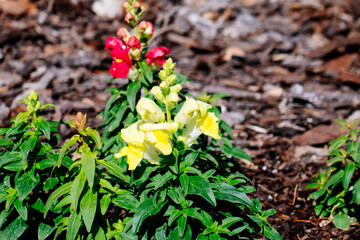 Beautiful garden flower in winter of Florida
