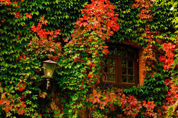 window and lantern on the wall of the old ivy-covered castle