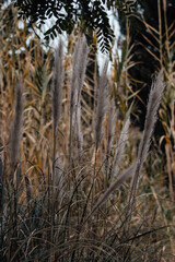 Fototapeta premium Plantas