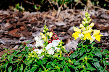 Beautiful snapdragon flower in a garden	