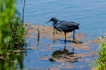 Aigrette ardoisée,.Egretta ardesiaca, Black Heron