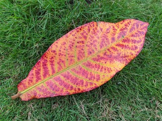 a leaf falling on the grass