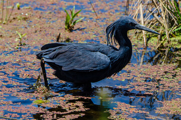 Aigrette ardoisée,.Egretta ardesiaca, Black Heron