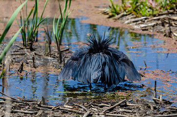 Aigrette ardoisée,.Egretta ardesiaca, Black Heron