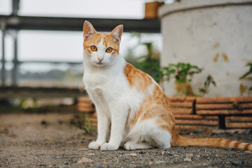 cute orange and white cat looking at the camera