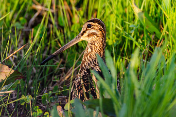 Bécassine des marais,.Gallinago gallinago, Common Snipe