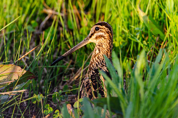 Bécassine des marais,.Gallinago gallinago, Common Snipe
