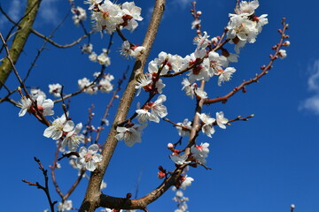 цветы весна цветущие дерево деревья растения сад белые клумбы небо облака 
flowers spring blooming tree trees plants garden white flower beds sky clouds
