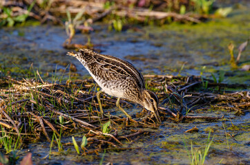 Fototapeta premium Bécassine des marais,.Gallinago gallinago, Common Snipe