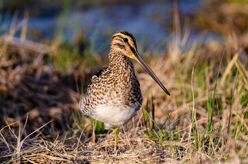 Bécassine des marais,.Gallinago gallinago, Common Snipe