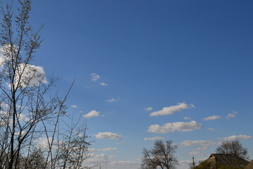 flowers spring blooming tree trees plants garden white flower beds sky clouds jasmine bush nature цветы весна цветущие дерево деревья растения сад белые клумбы небо облака жасмин куст природа 