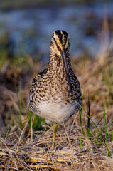 Bécassine des marais,.Gallinago gallinago, Common Snipe