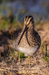 Bécassine des marais,.Gallinago gallinago, Common Snipe