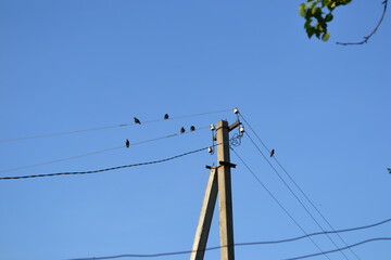 Fototapeta premium lines on a blue sky sky wire electrical ukraine nature birds bird technology небо провода электричестно украина природа птици птица технология 