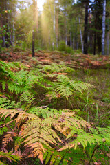 Thickets of ferns in the autumn forest at dawn. Sun glare through the trees in the forest. Calm mood in nature.