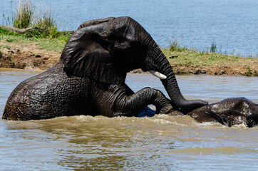 Fototapeta premium Éléphant d'Afrique, Loxodonta africana, Parc national du Pilabesberg, Afrique du Sud
